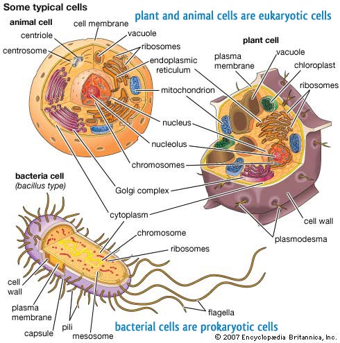 Animal Cell Cellsalive Worksheet Answer Key